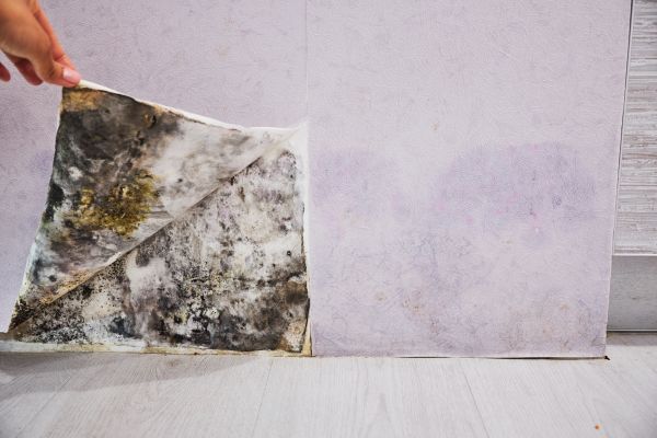 Safe Mold Removal